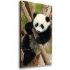 Vertikálny foto obraz na plátne Panda na strome 50x100 cm