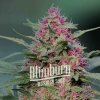 Blimburn Seeds Feminizované semená kanabisu Pink Rozay 3 ks