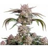 Fastbuds - Strawberry Gorilla Auto 3 ks - Semená neobsahujú THC