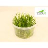 Echinodorus tenellus - in vitro 100 ml