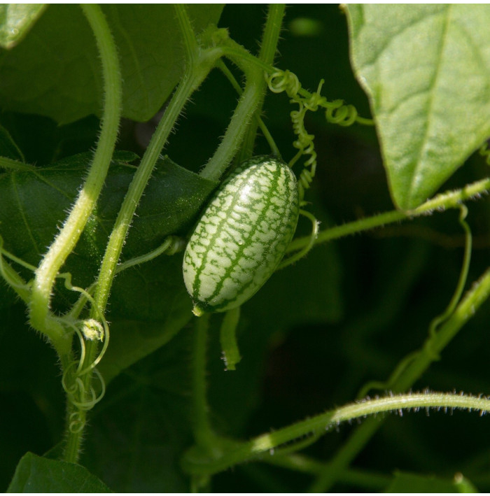 Mexická mini uhorka - Zehneria scabra - semená - 5 ks