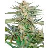 Sensi Seeds Cannabis Seeds Screwdriver OG Feminized, 3-10 ks 5 ks