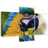 Obraz - papagáj (Obraz 90x60cm)