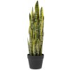 SANSEVIERIA V KVETINÁČI(16*13CM) 63CM x21