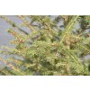 Picea abies 80-100 cm