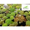 Phyllanthus fluitans - in vitro 100 ml
