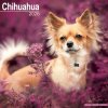 Chihuahua, 30,5 x 30,5 30,5 x 61 cm 2026