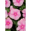 Vinca Catharanthus roseum vzpriamená vinca Titan Series F1 Icy Pink 1000 semien