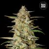 Bulk Seed Bank - Auto Hindu Kush 10 ks - Semená neobsahujú THC