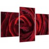 Obraz červené ruže (Obraz 90x60cm)