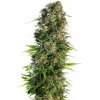 Sensi Seeds Hindu Kush neobsahuje THC 5 ks