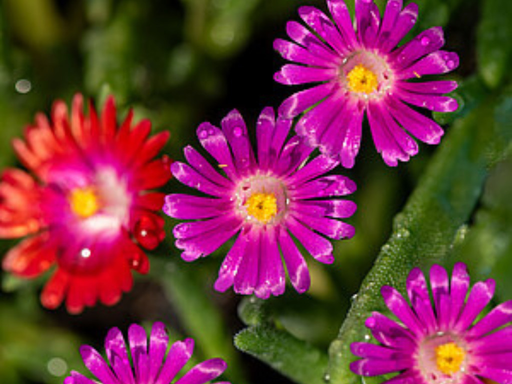 Delosperma Wheels of Wonder Hot Pink - Poludňovka, kont. 0,5 l