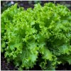 Šalát listový kučeravý Lollo Bionda - Lactuca sativa - semená - 450 ks