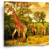 Sablio Obraz Žirafy - 50x50 cm