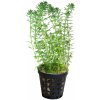 Myriophyllum sp. Guyana