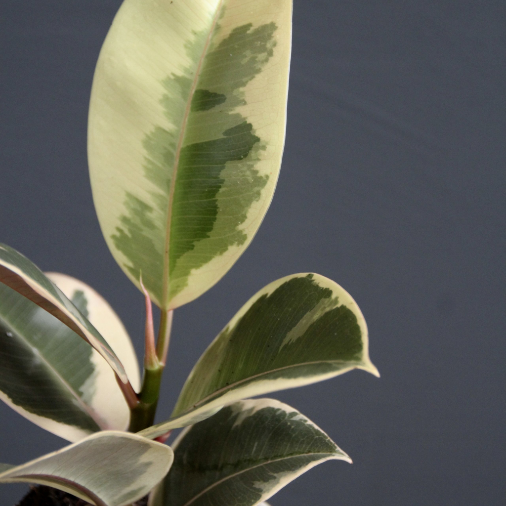 Ficus Elastica Tineke baby