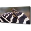 Foto obraz canvas Vtáky a zebra 100x50 cm