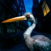 SZMIEREK, ANTONY - DECODING BIRDSONG (1LP)