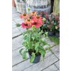 Echinacea ´ Sombrero Sangrita ´ Clt.3,5