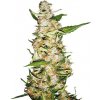 Sensi Seeds Skunk 1 Automatic neobsahuje THC 5 ks