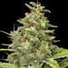 Barney´s Farm - G13 Haze 10 ks - Semienka neobsahujú THC