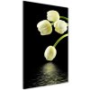 Vertikálny foto obraz akryl do obývačky Biele tulipány 50x100 cm