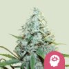 Royal Queen Seeds Cannabis Seeds AMG Feminized 3 ks