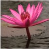 Lekno červené - Nymphaea caerulea - semiačka - 5 ks