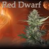 Buddha Seeds Red dwarf neobsahuji THC 10 ks