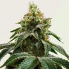 Kera Seeds - Cheese Auto (Crazy Mouse Auto) 1 ks - Semená neobsahujú THC