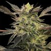 Silent Seeds Cannabis Seeds Pink Sunset Auto od Sherbinskis 5 ks