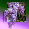 Diamantový obraz Fialová Vistéria