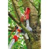 WOLF-Garten RC-VM PROFI