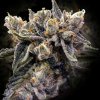 DNA Genetics - Bruised Banana 5 ks - semená neobsahujú THC