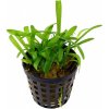 Sagittaria subulata