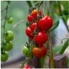 Paradajka Gardeners Delight - Solanum lycopersicum - semená - 10 ks