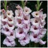Gladiola Venezia - Gladiolus - cibuľoviny - 3 ks