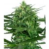 Sensi Seeds Sensi Amnesia semena neobsahují THC 5 ks
