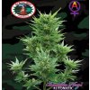 Big Buddha Seeds - Buddha Haze Automatic 10 ks - Semená neobsahujú THC