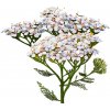 Herbarium Projekt ACHILLEA (Rebríček), spagyric tincture, 10ml