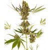 Sensi Seeds Alpine Delight CBD Automatic neobsahuje THC 3 ks