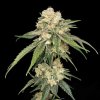 Seedsman - Ice Dream Cake 3 ks - Semená neobsahujú THC