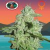 Big Buddha Seeds - California Orange Cheese 5 ks - Semienka neobsahujú THC