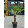 Trachycarpus wagnerianus vo výške 160 cm s výškou kmeňa 60 cm