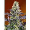 Sweet Seeds Sweet Zenzation neobsahuje THC 3 semena