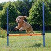 Trixie Agility preskakovacia prekážka 123 × 115 cm / Ø 3 cm (TRX3207)