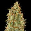 Advanced Seeds - Zkittlez Fast 1 ks - Semená neobsahujú THC.