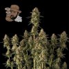 Seedsman - Jack Herer Auto 3 ks - Semená neobsahujú THC