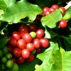 Kávovník arabský (Coffea arabica) 20ks semien