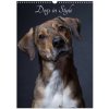 Dogs in Style Wall DIN A3 portrait, CALVENDO 12 Month Wall 2026